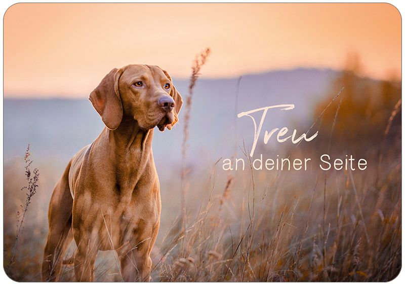 4742868_0.jpg Treu an deiner Seite